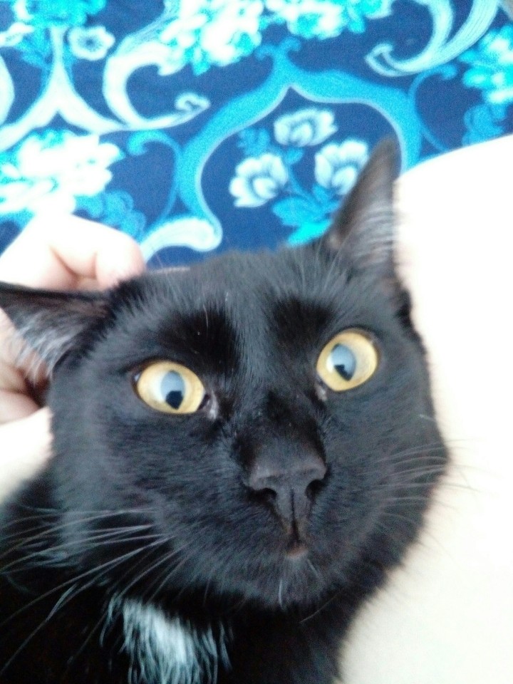 кошка