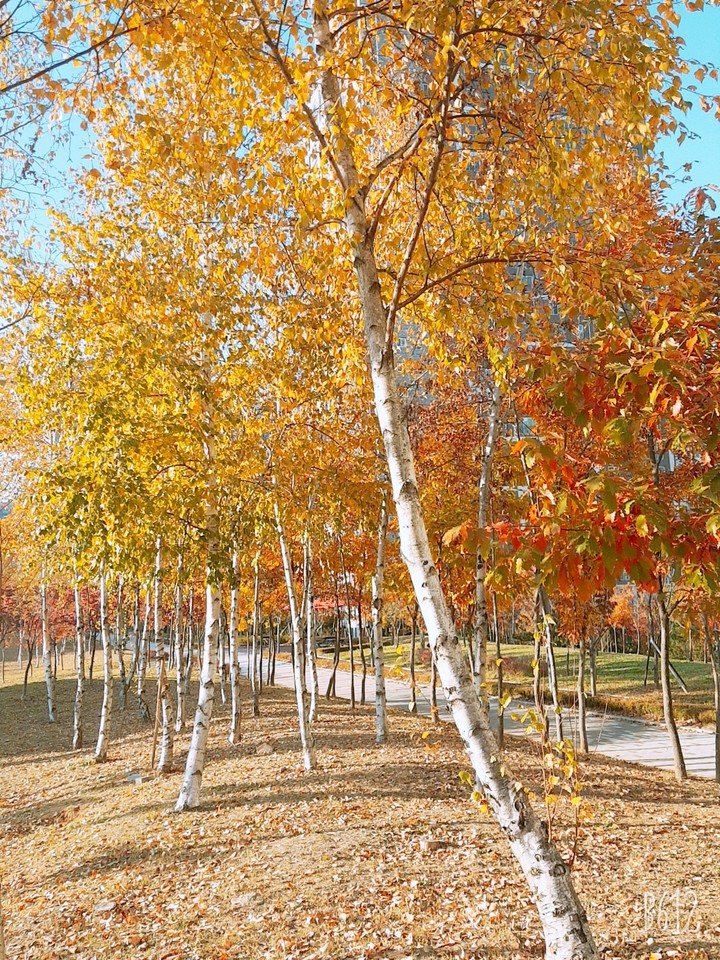 Autumn park