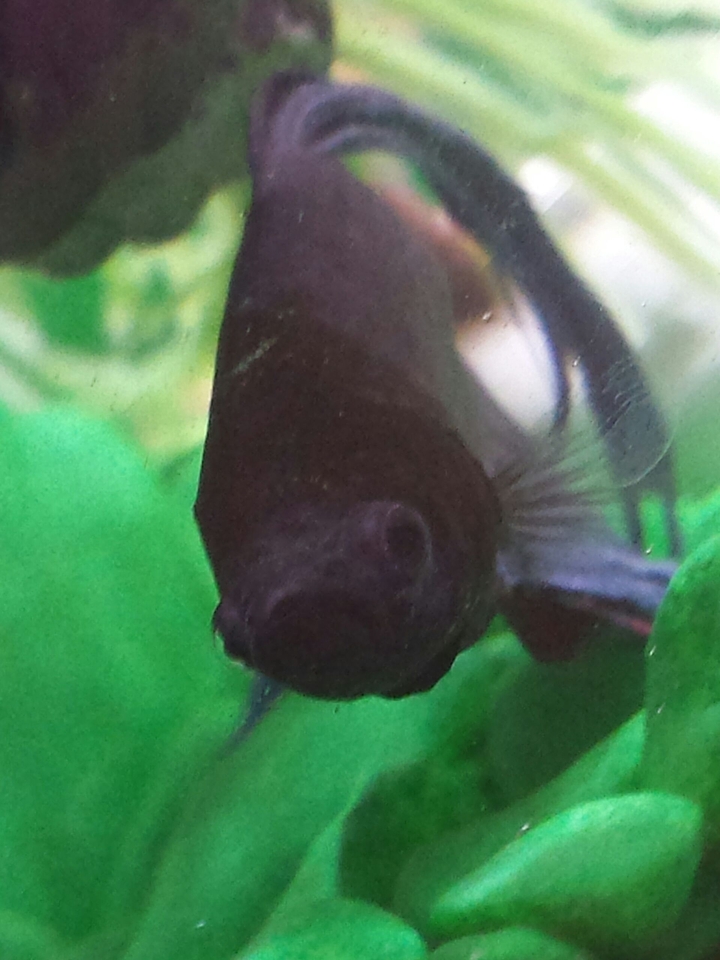 fish