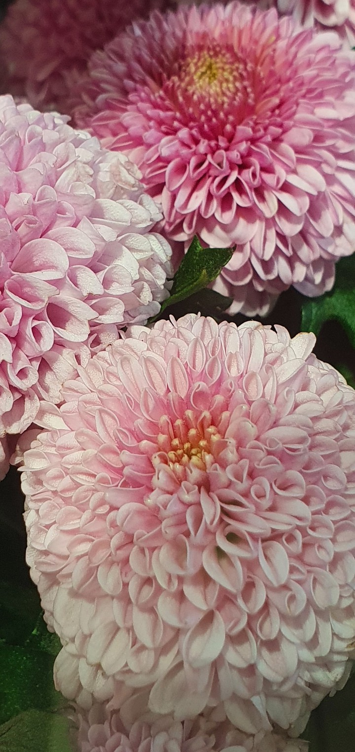 flower flower