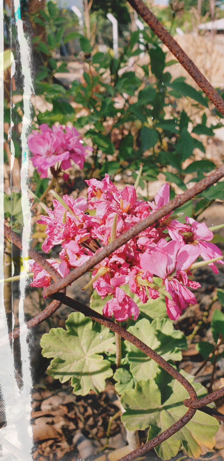 Neighbour's garden