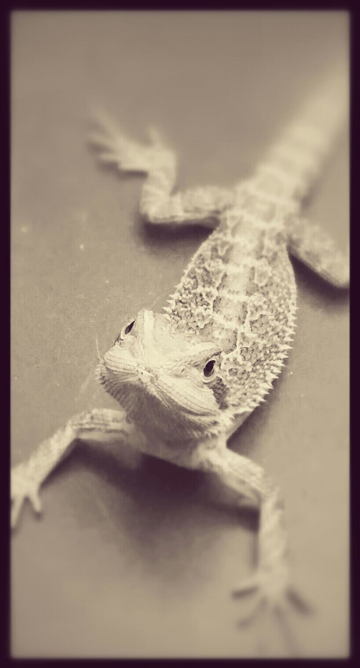 "Spyro the Great"
