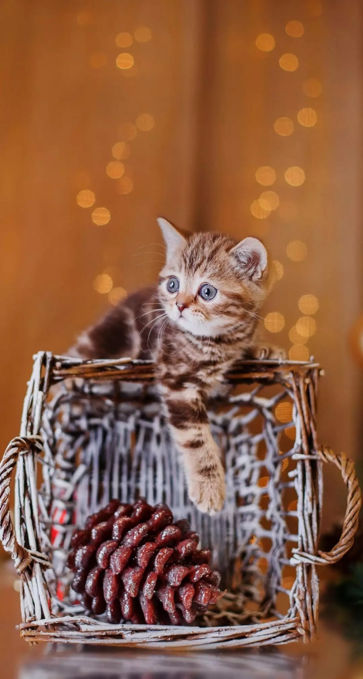 Котенок