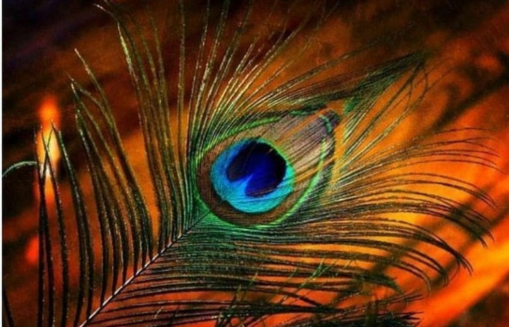 peacock feather