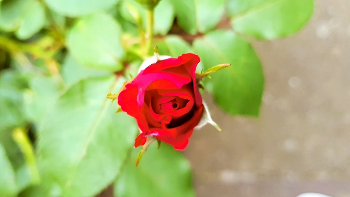 roses are red