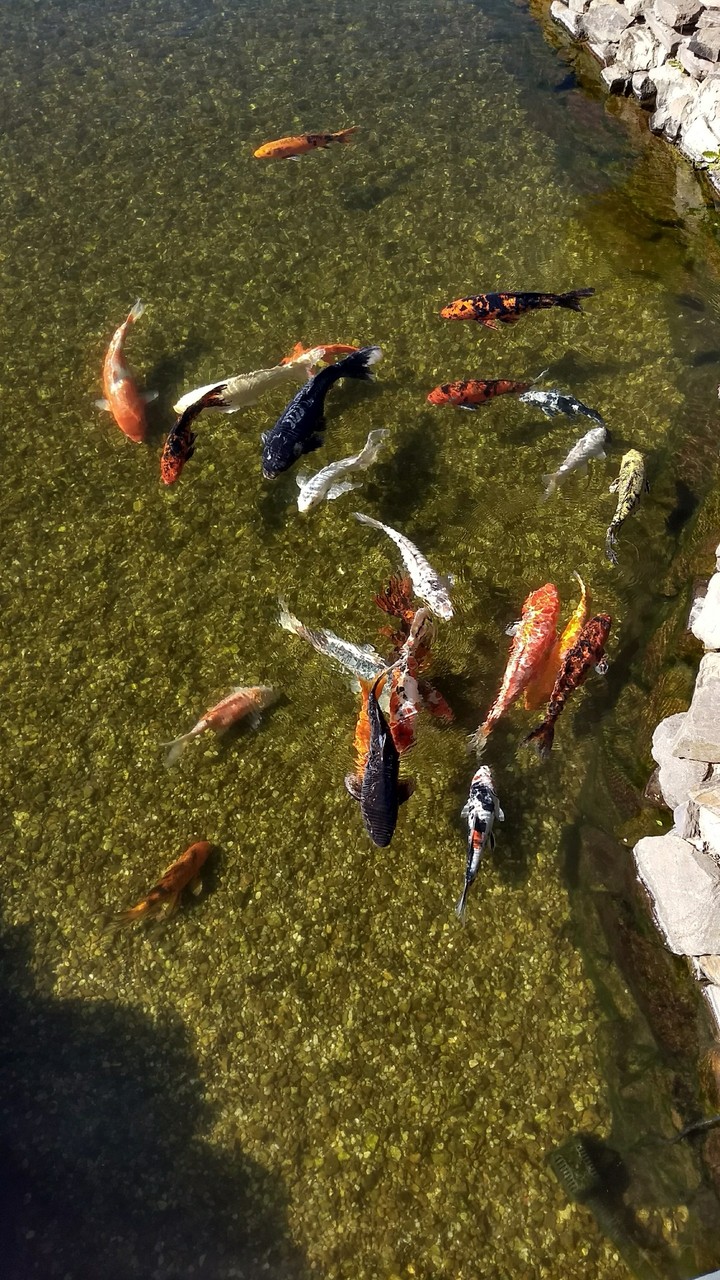 peixes