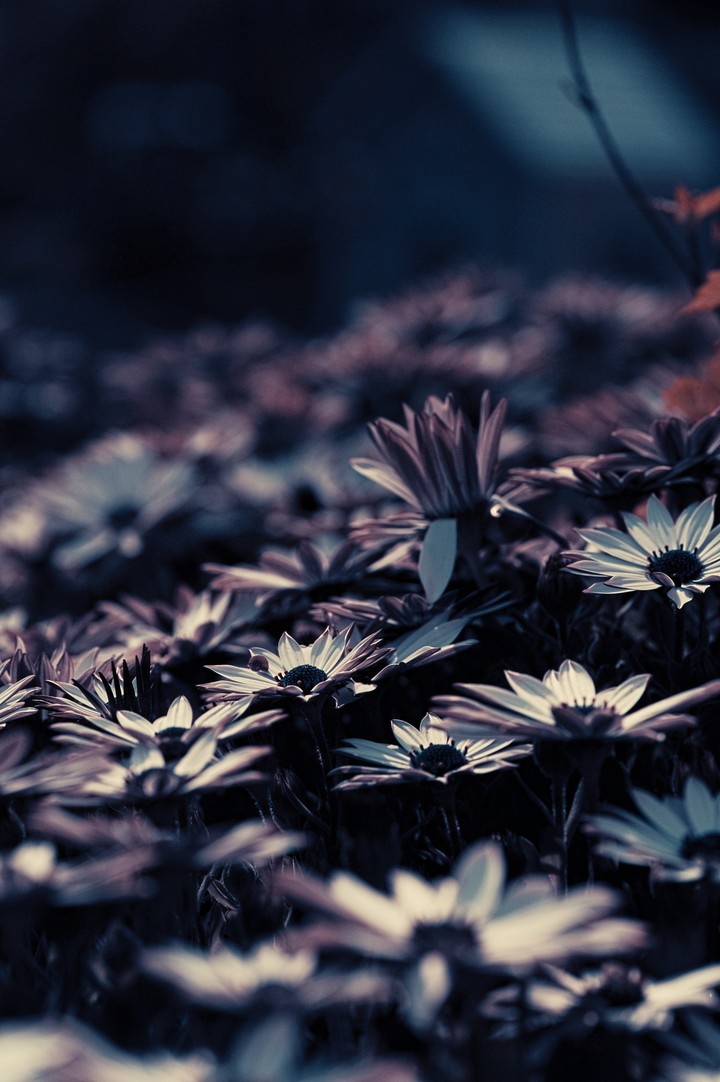 Flowers Blur Flowerbed