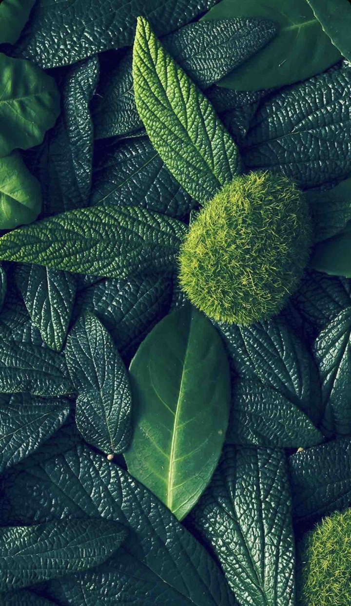 Leaf