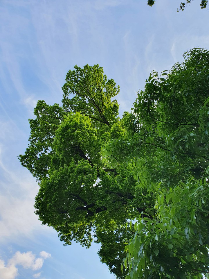 tree