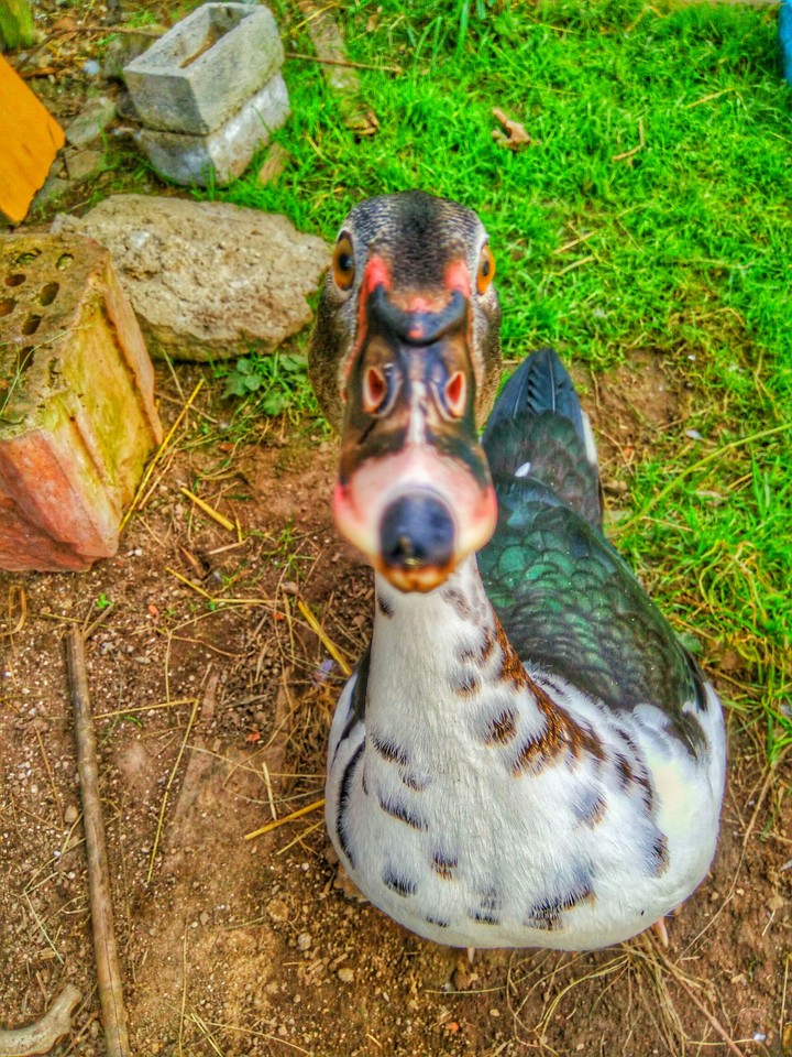 duckface