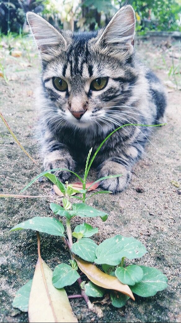 My Cat 
