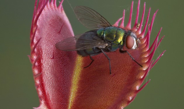 Venus-flytrap