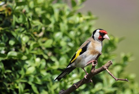 sfondi wing, beak