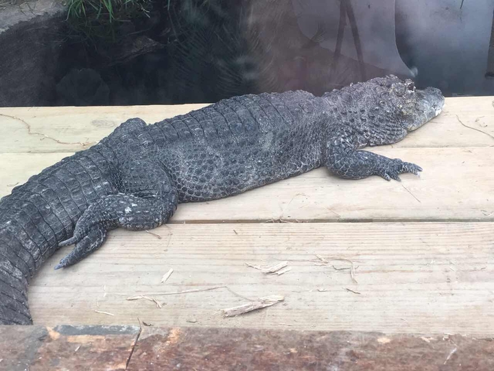 crocodile