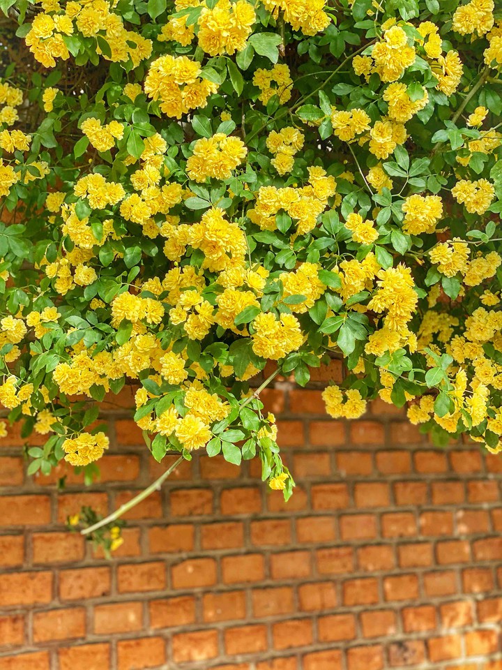 spring