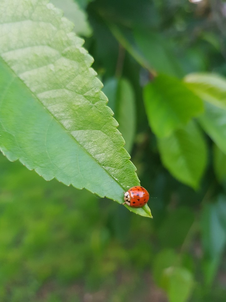 Lonley Beetle