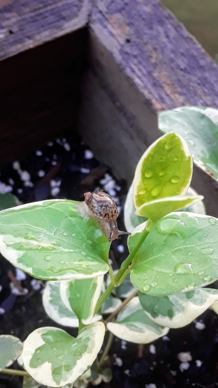 Autumn Morning Snails