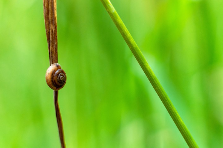 Snail