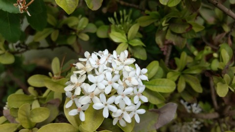 white flower