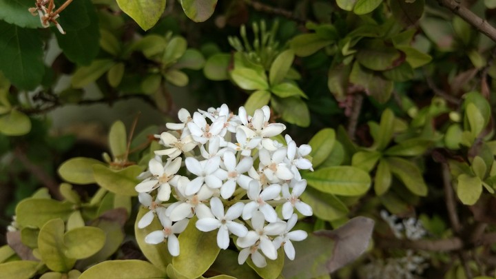 white flower