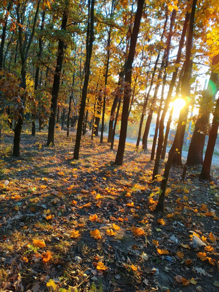 Лес