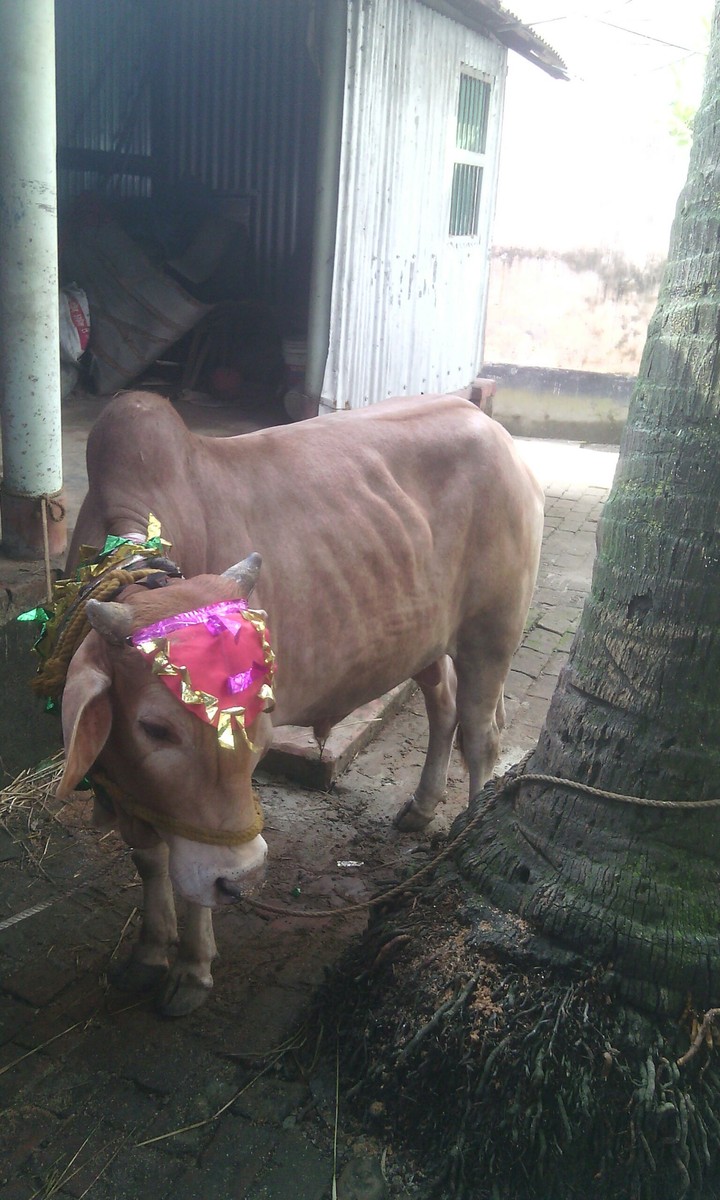 Cow