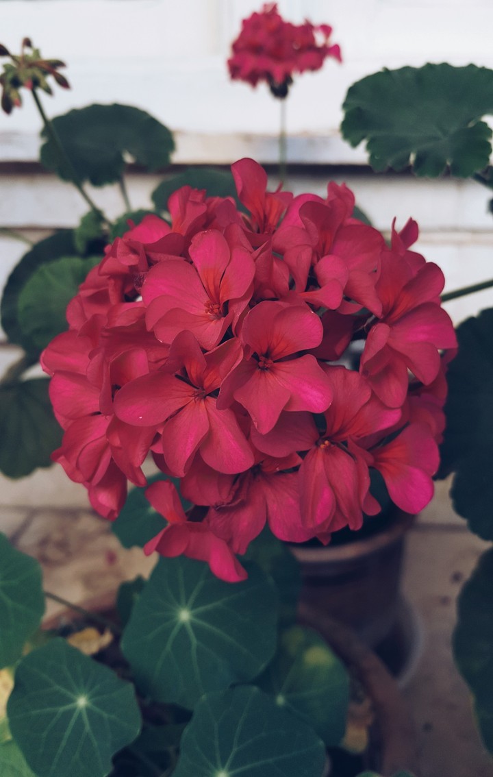 Geranium to You