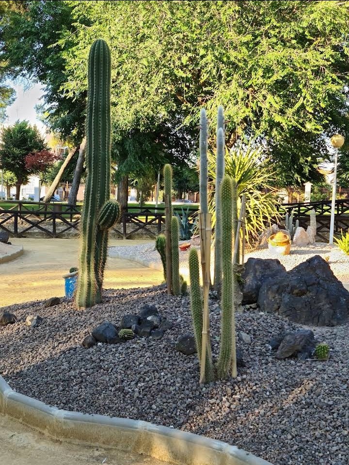 Cactus