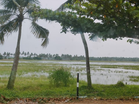 خلفيات tropics, Plantation
