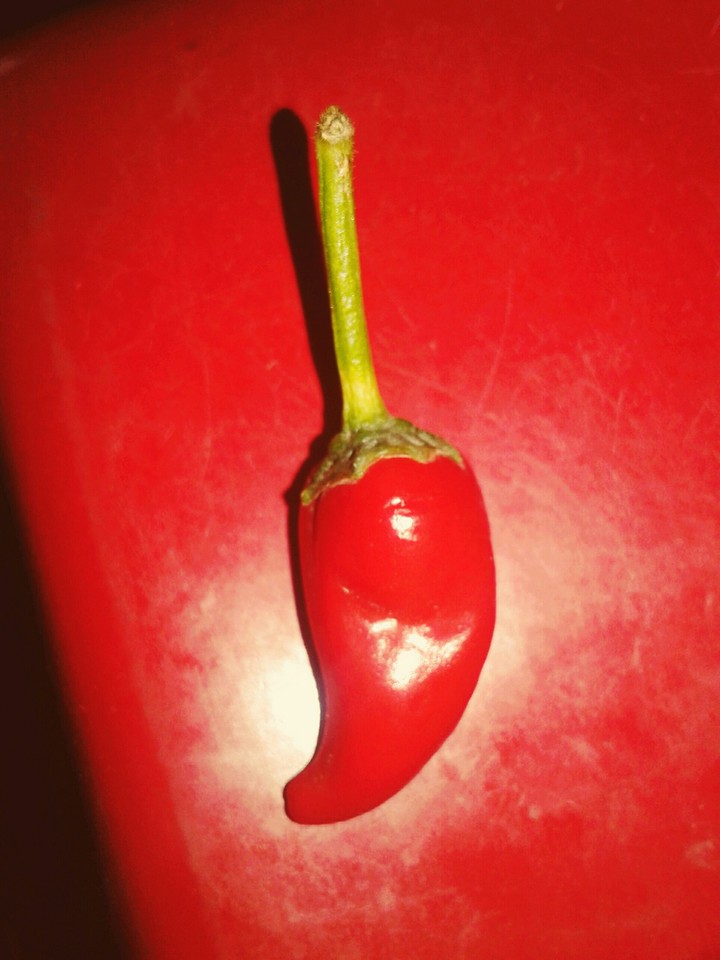 #redchilli