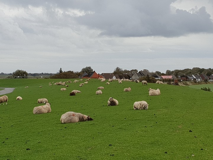 Schafe auf Nordstrand