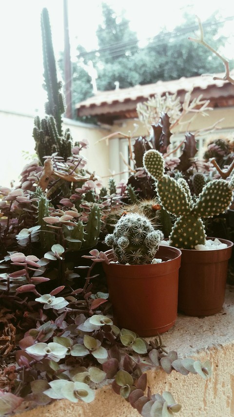 Cactos