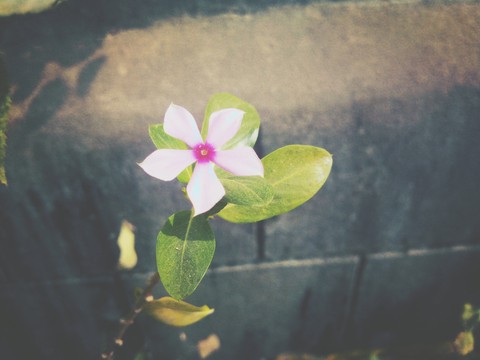 flowra
