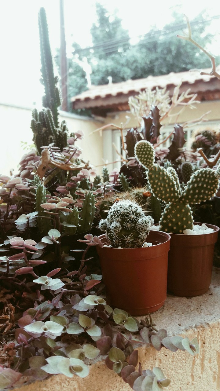 Cactos