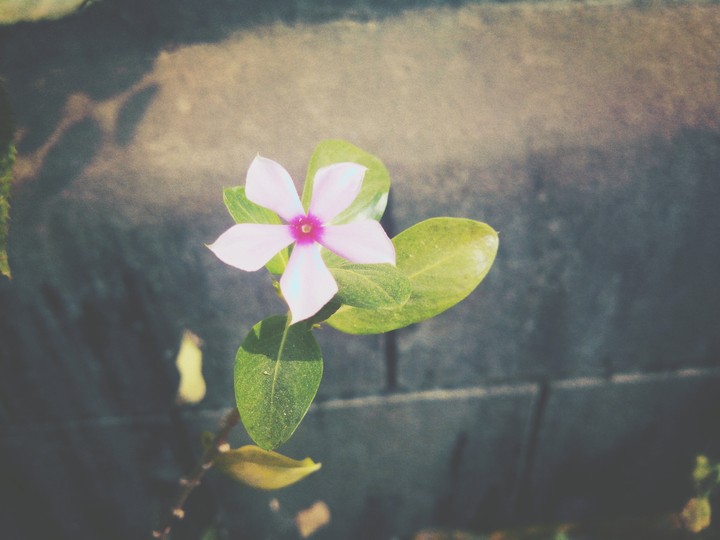 flowra