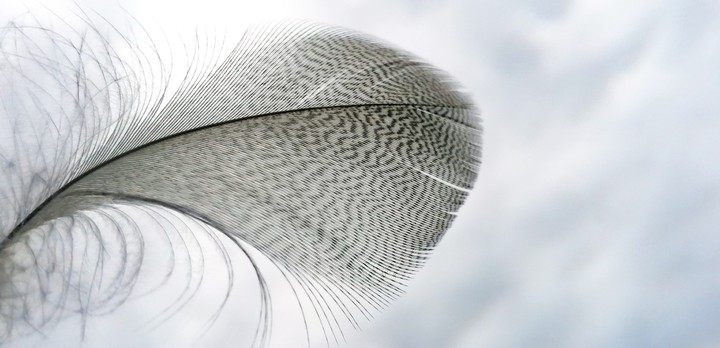 feather