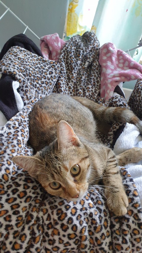 cat resting