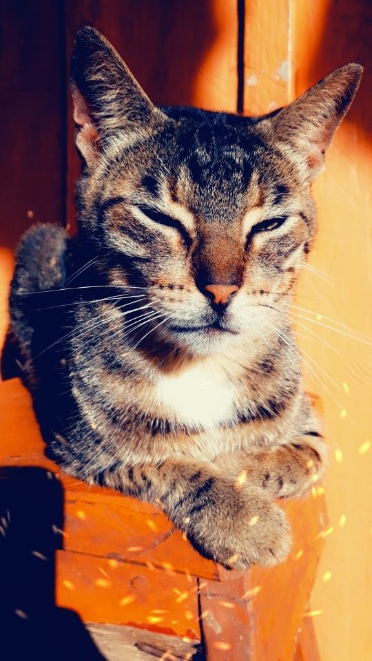 rai