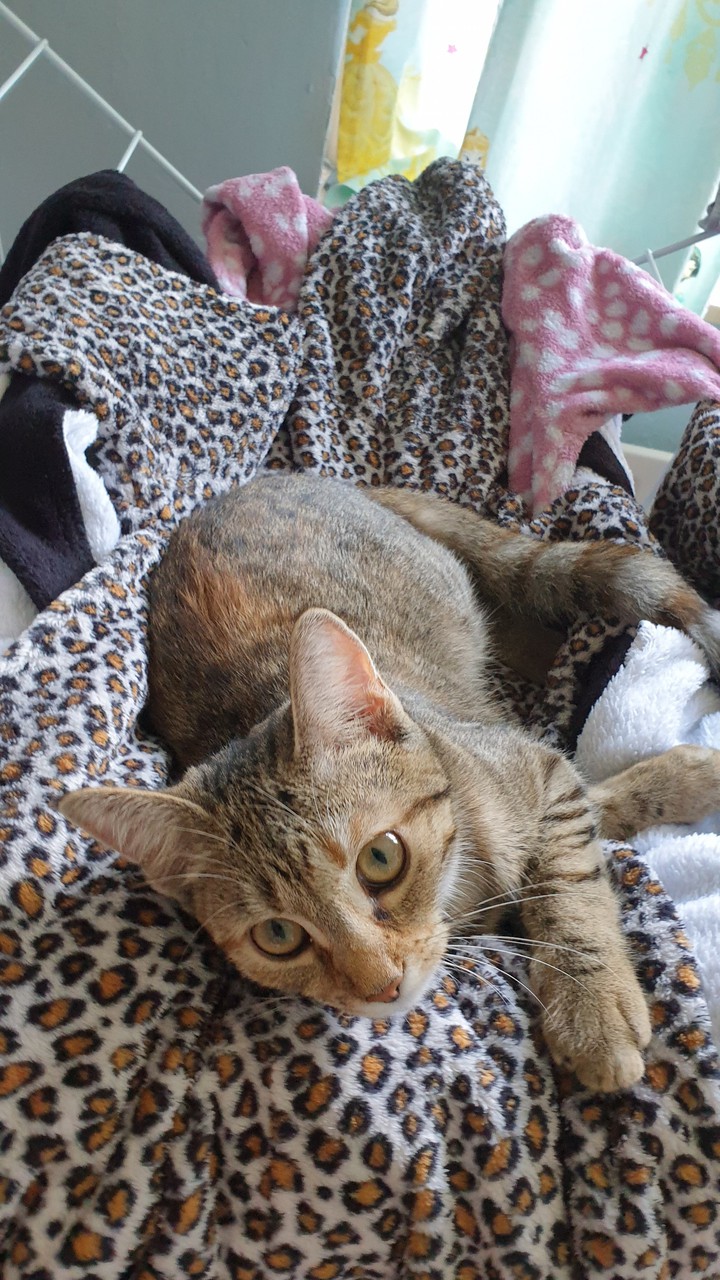 cat resting
