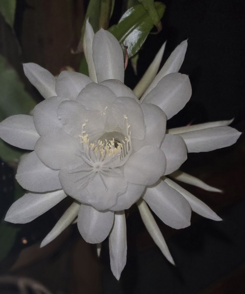 тапети Close-up, plant
