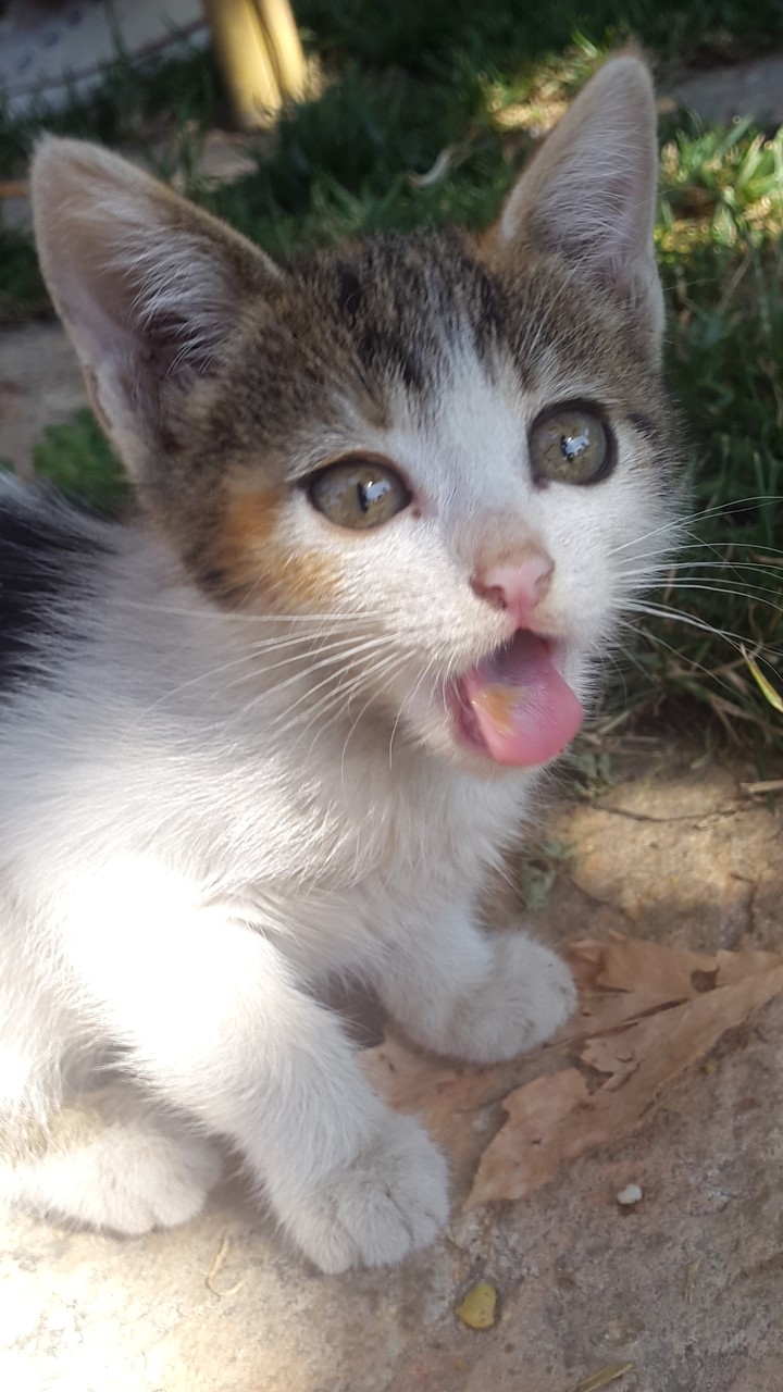 cat