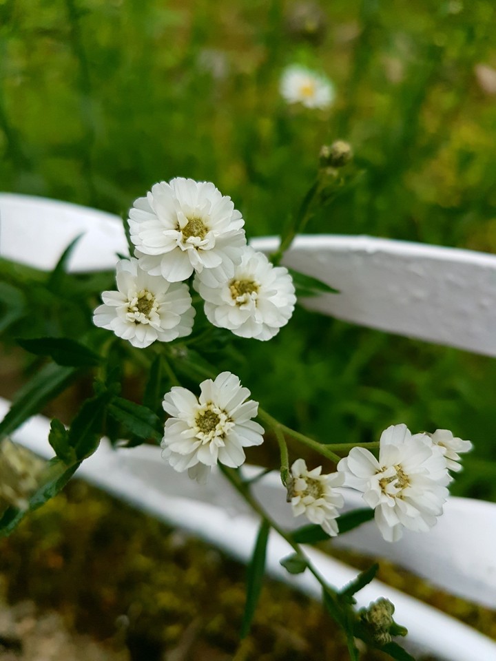 I like flowers