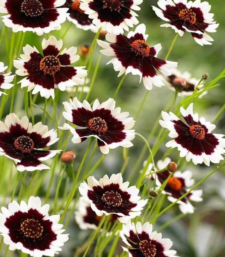 Daisies