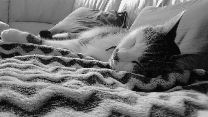 kitten
