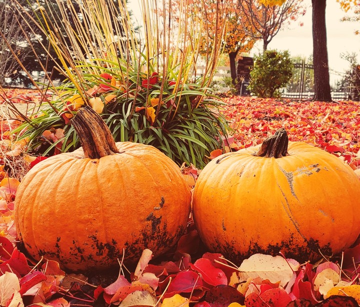 Pumpkin