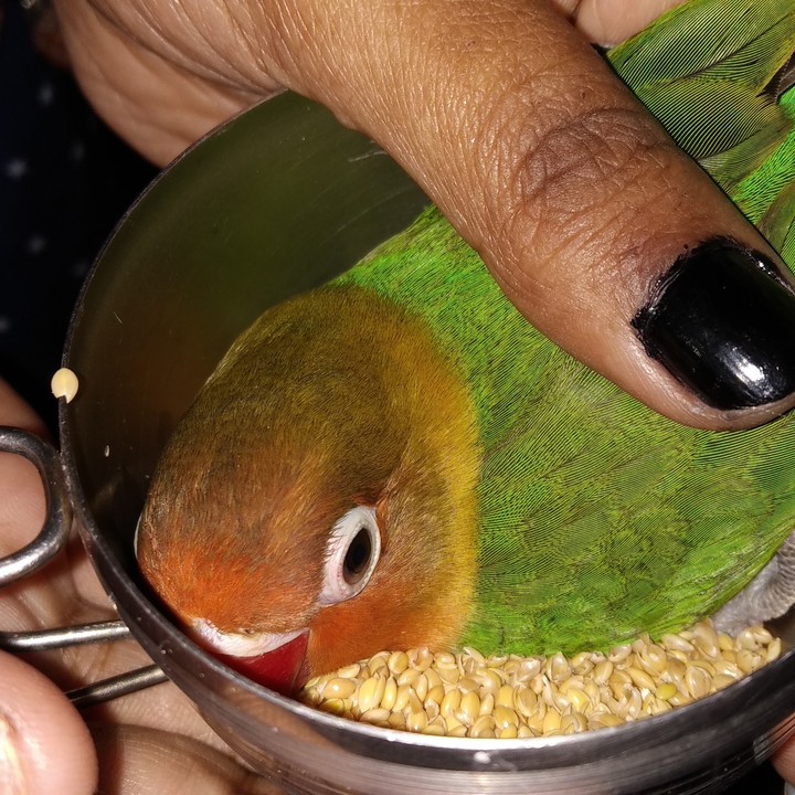 cute parrot