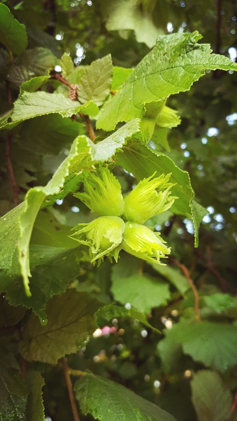 Hazelnut
