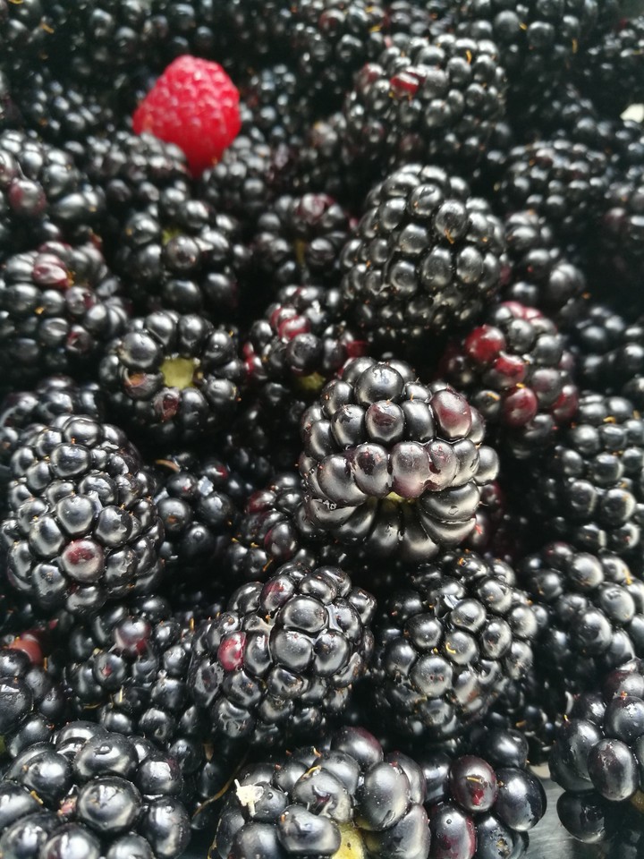 blackberry