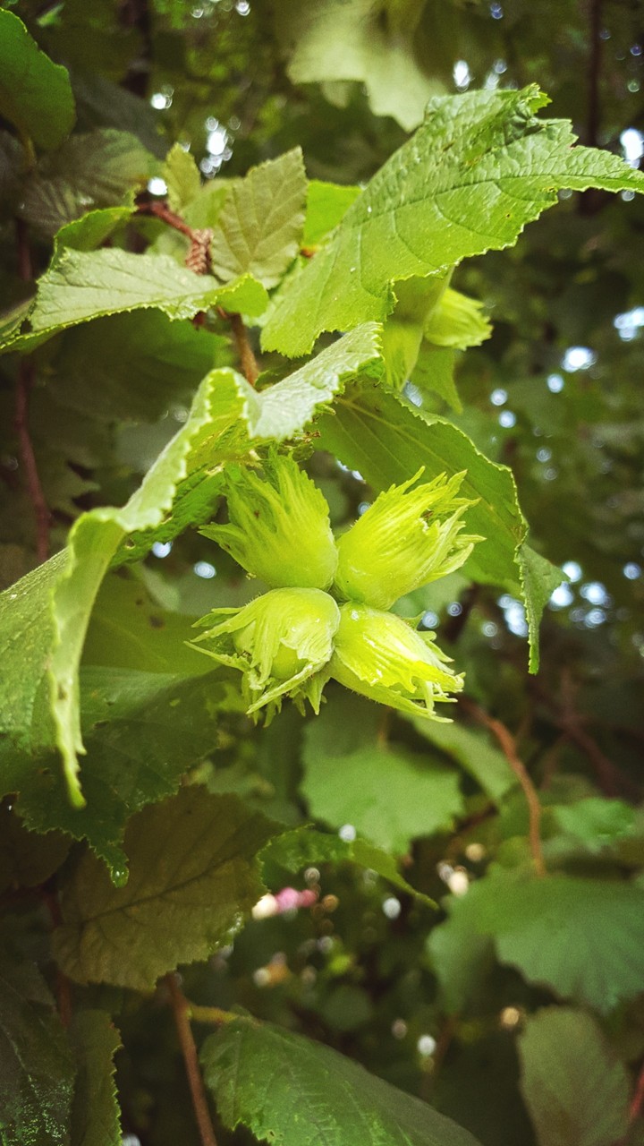 Hazelnut