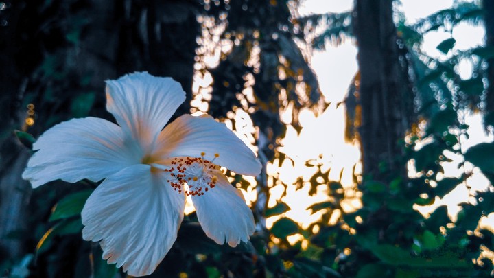 flowering plant